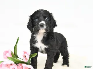 Cocker Spaniel dogs for sale: Fancy - Ad 2