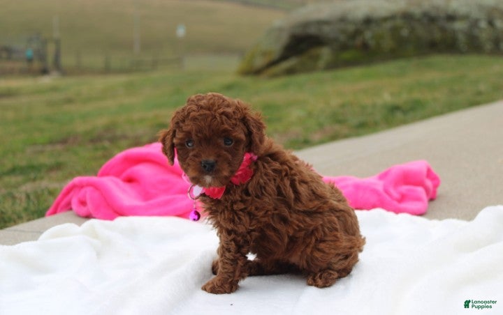 Toy Poodle dogs Macy - Ad 1