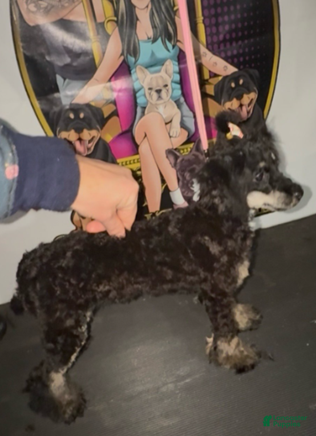 Toy Poodle dogs for sale: Toy Poodle Girl 2 - Ad 2