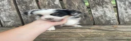 Miniature Australian Shepherd dogs for sale: Miniature Australian Shepherd 1 - Ad 4