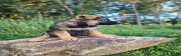 German Shepherd dogs for sale:  Thora - Ad 8