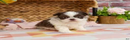 Shih Tzu dogs for sale: Alani  - Ad 6
