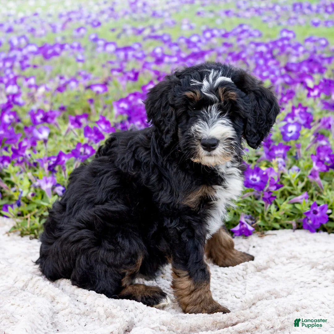 Mini Bernedoodle dogs for sale: Dale - Ad 3