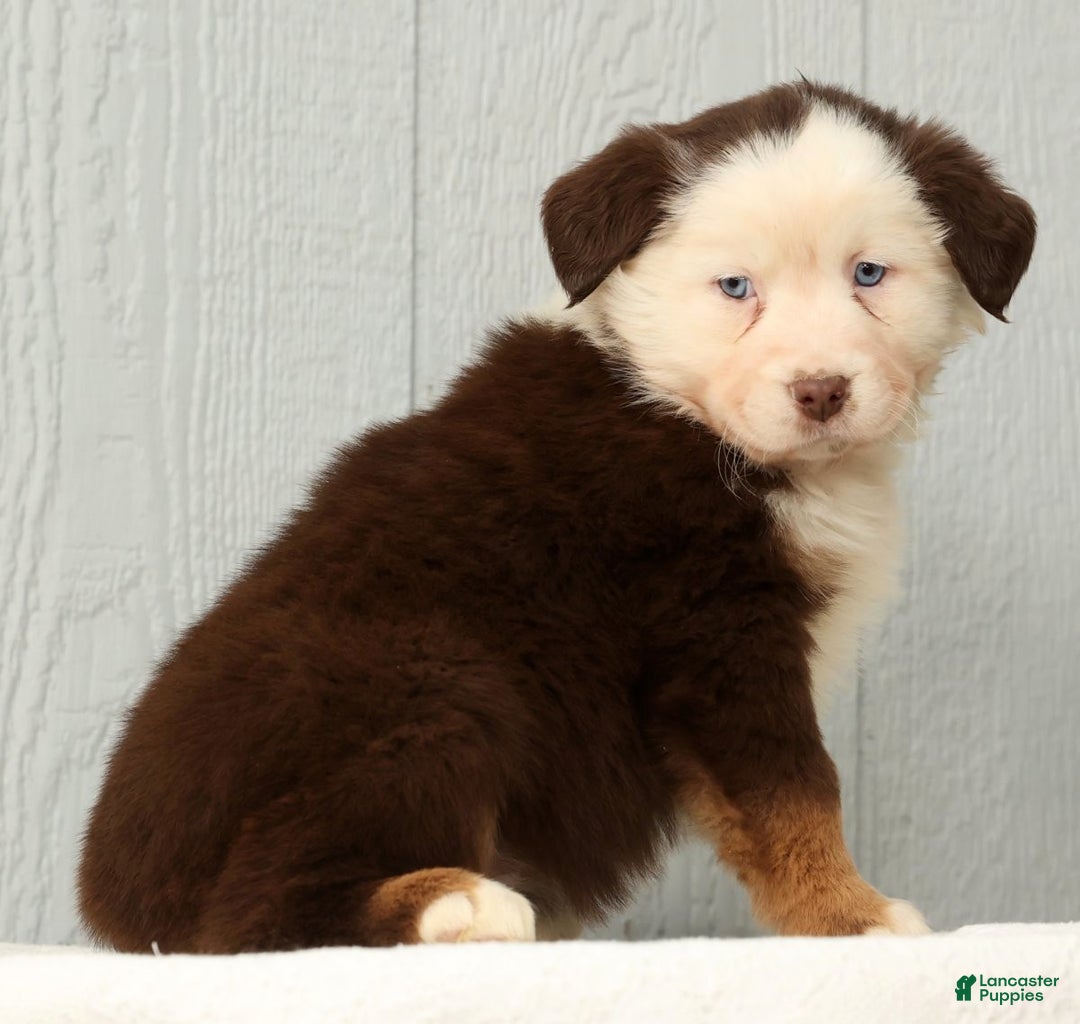 Australian Shepherd dogs for sale: Elisa - Ad 3