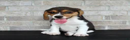 Beagle dogs for sale: Blossom  - Ad 3