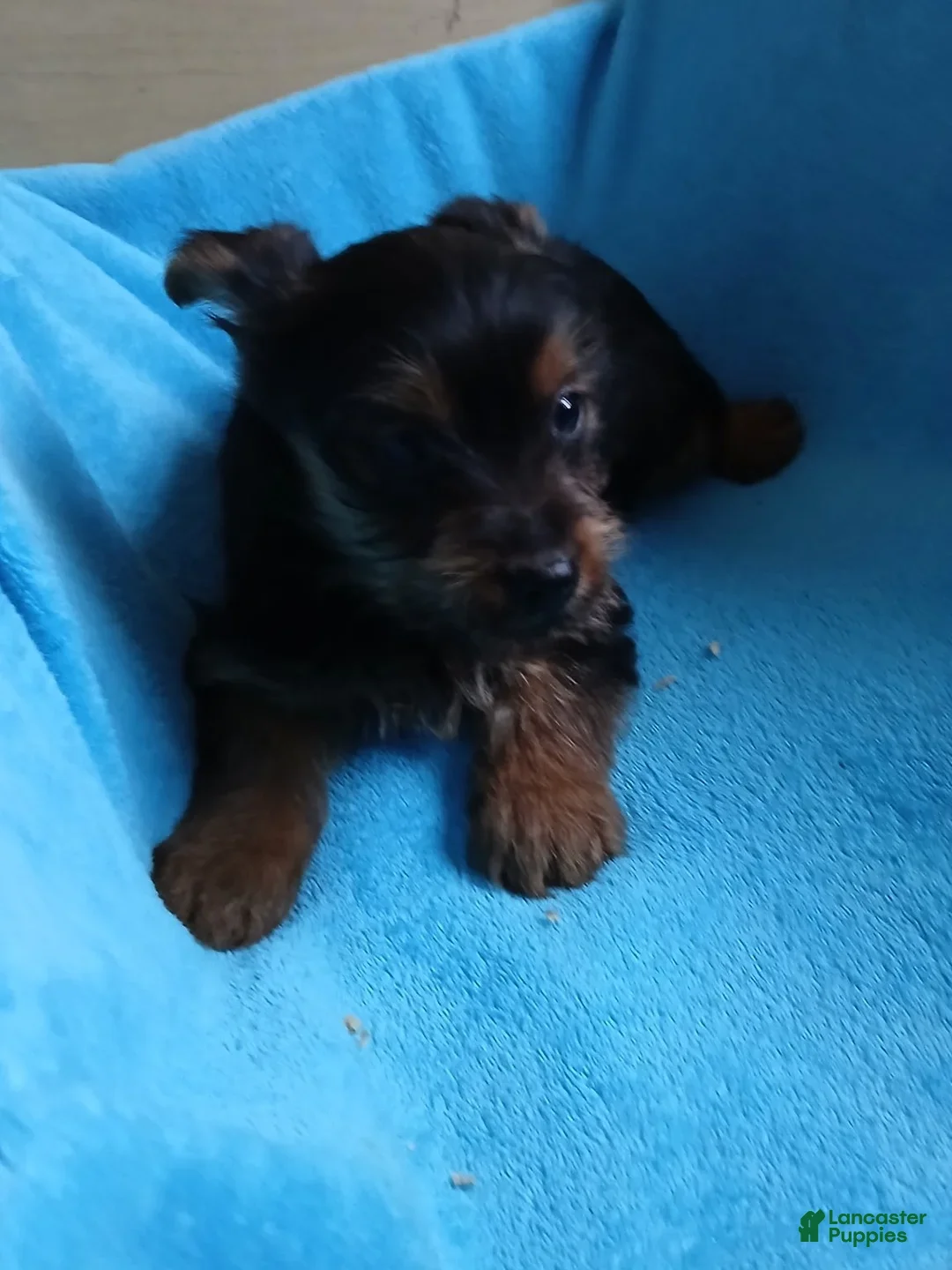 Yorkshire Terrier dogs for sale: Bruce - Ad 2
