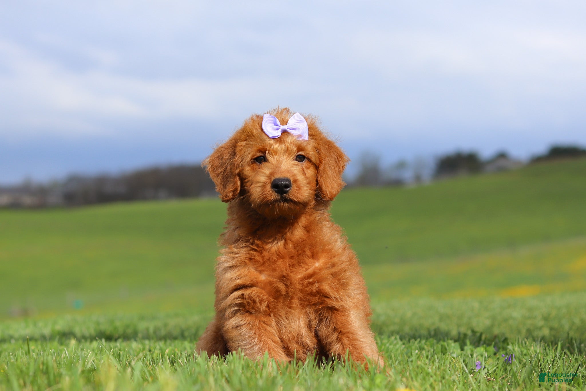 Labradoodle dogs Sandy - Ad 1