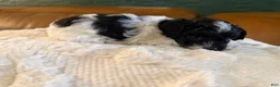 Maltipoo dogs for sale: Maltipoo 2 - Ad 2
