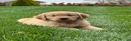 Golden Retriever dogs for sale: Maven - Ad 1
