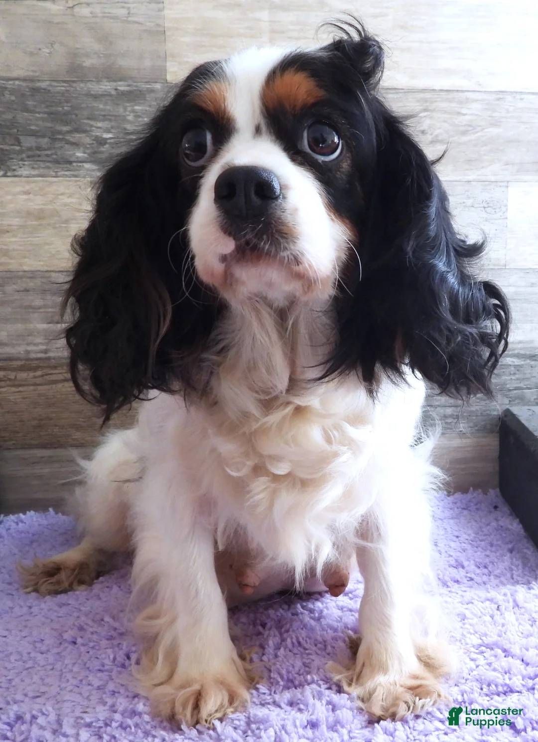 Cavapoo dogs for sale: Cavapoo Female of Sally's - Ad 5