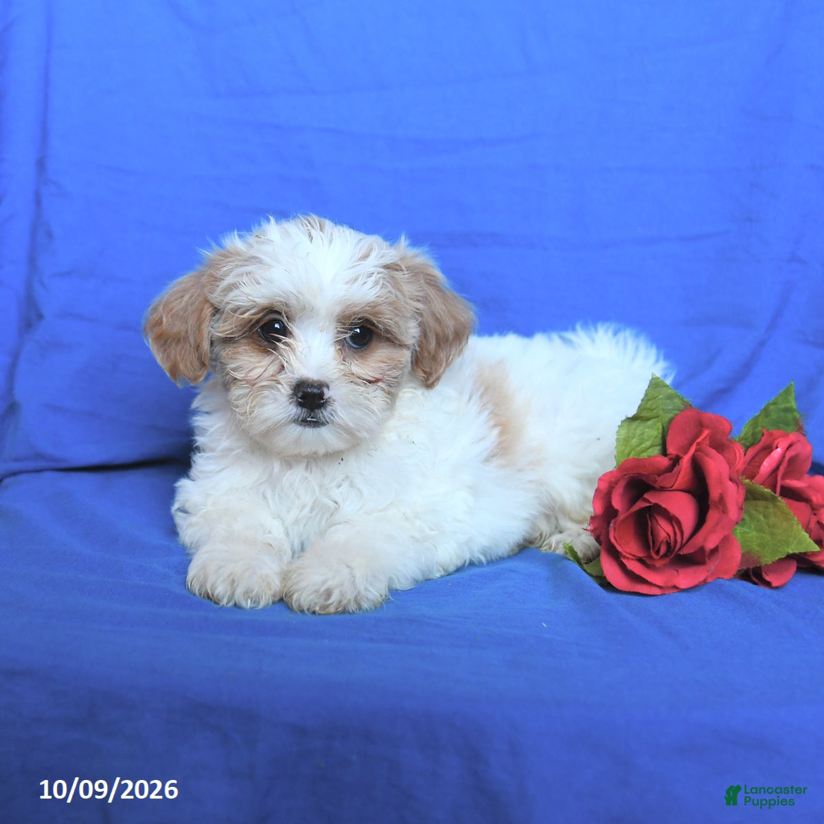 Shihpoo dogs Sugar - Ad 2