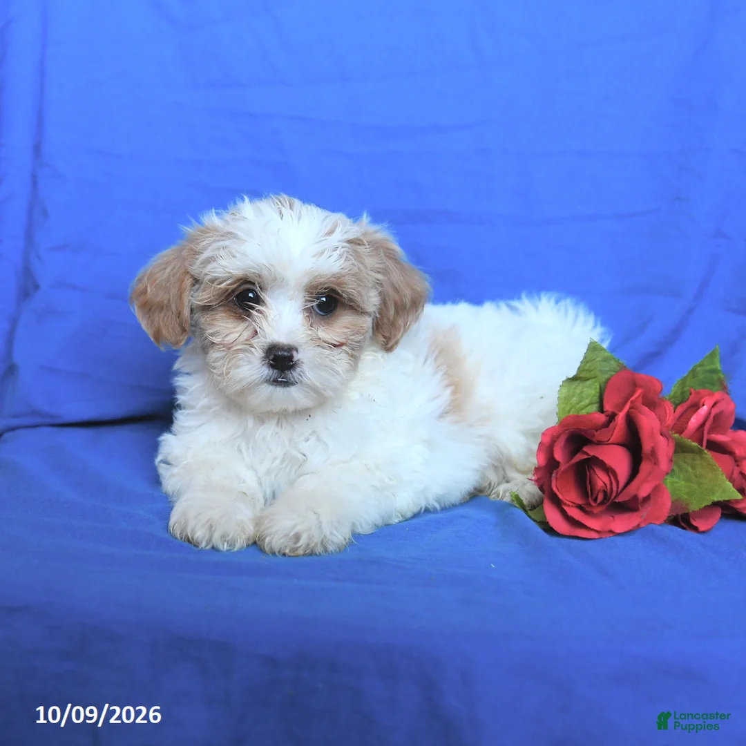 Shihpoo dogs for sale: Sugar - Ad 2