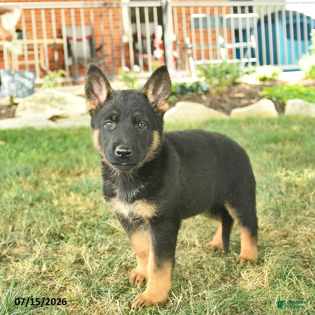German Shepherd dogs for sale: Taffy  - Ad 1