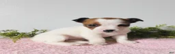 Jack Russell Terrier dogs for sale: Tina - Ad 5