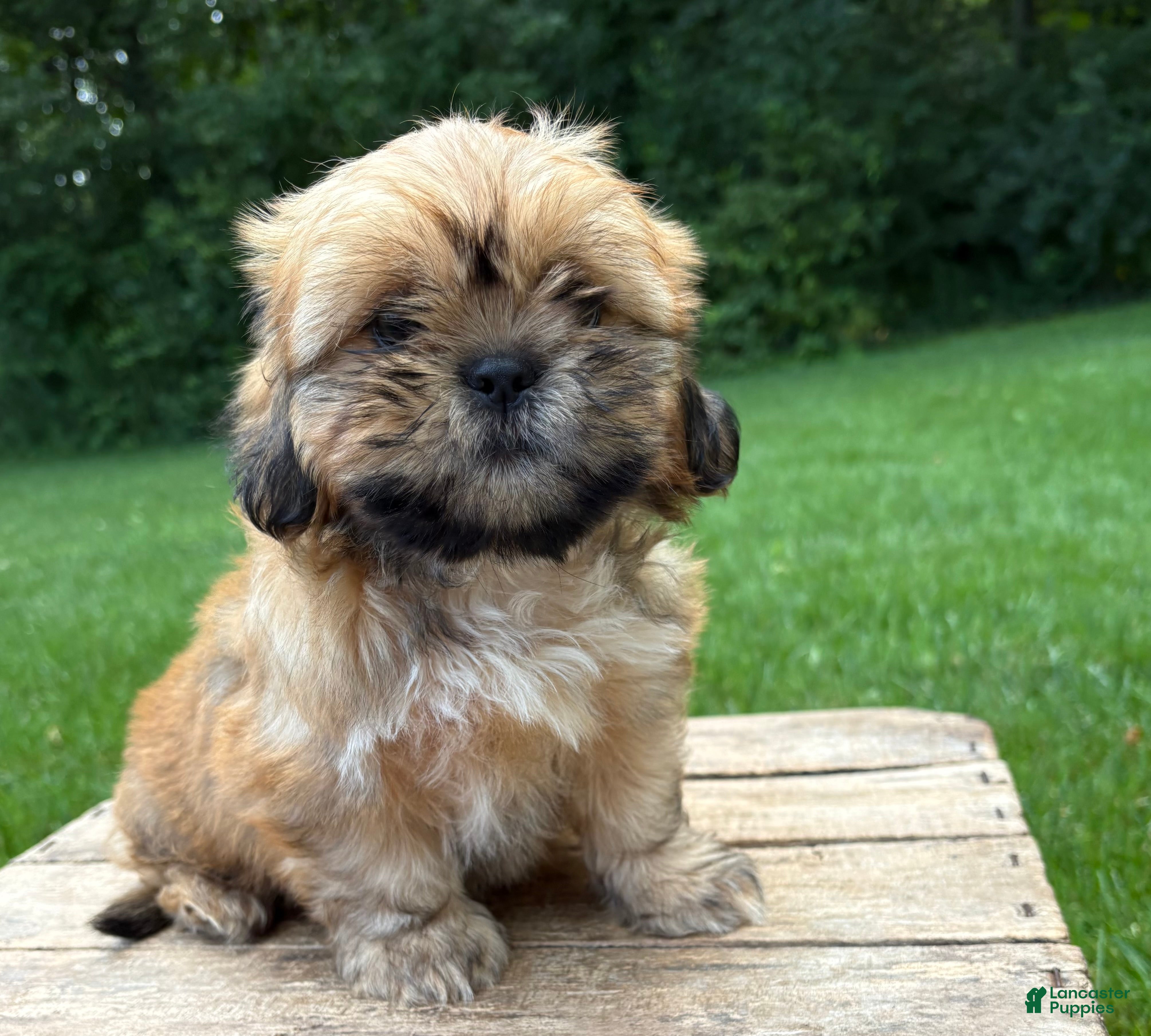Shih Tzu dogs Juniper - Ad 2