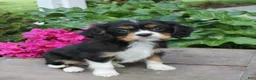 Cavalier King Charles Spaniel dogs for sale: Jack  - Ad 1