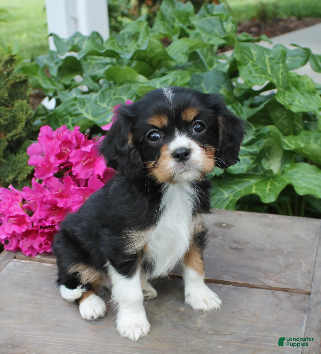 Cavalier King Charles Spaniel dogs for sale: Jack  - Ad 1