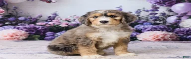 Larky