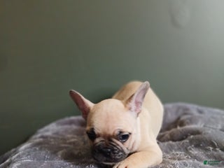 French Bulldog dogs French Bulldog Puppy 5 - Ad 35