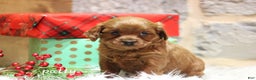 Cavapoo dogs for sale: Patty - Ad 2