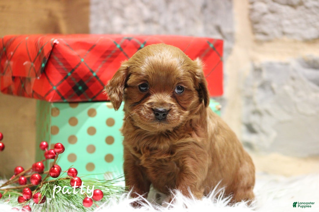 Cavapoo dogs for sale: Patty - Ad 2