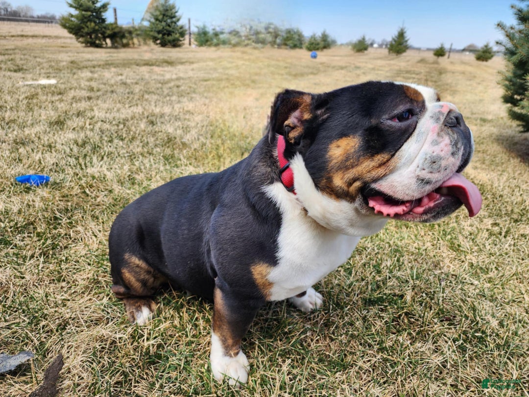 English Bulldog dogs for sale: Easton - Ad 20