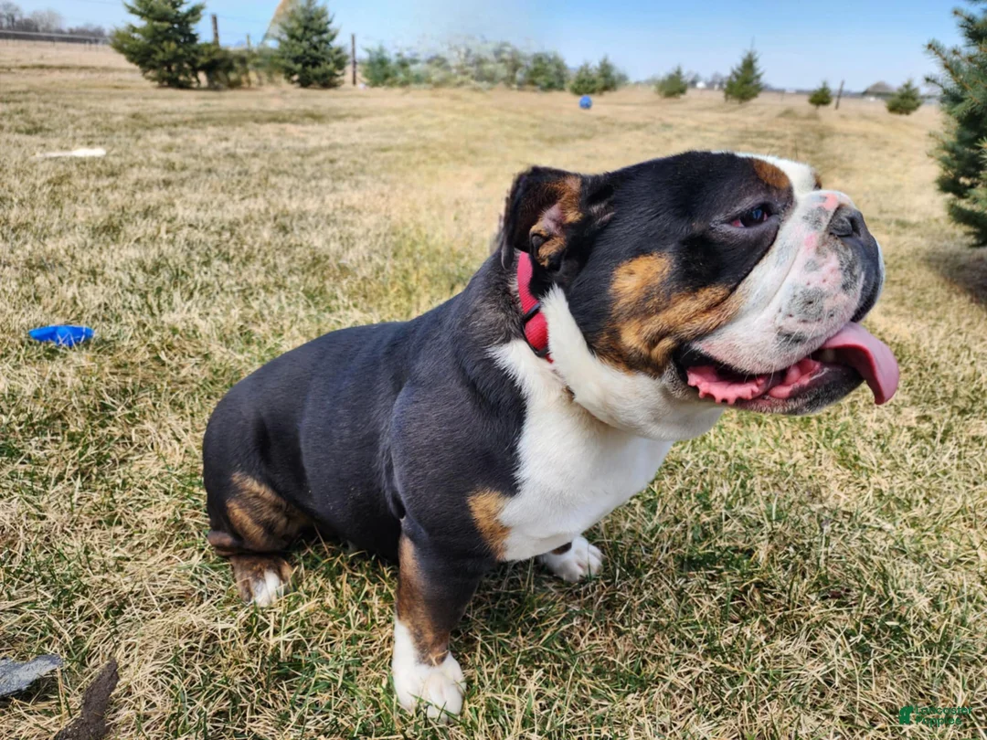 English Bulldog dogs for sale: Easton - Ad 18