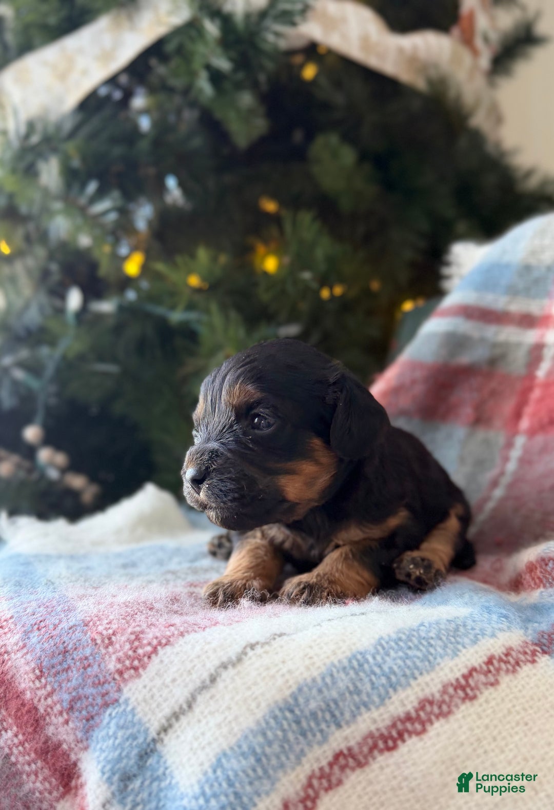 Cavapoo dogs for sale: Crimson - Ad 3