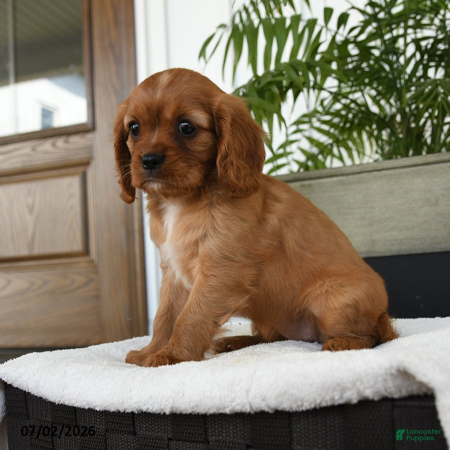 Cavalier King Charles Spaniel dogs Harper - Ad 1