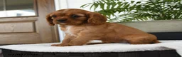 Cavalier King Charles Spaniel dogs for sale: Harper - Ad 1