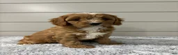 Cavapoo dogs for sale: Ivy - Ad 6