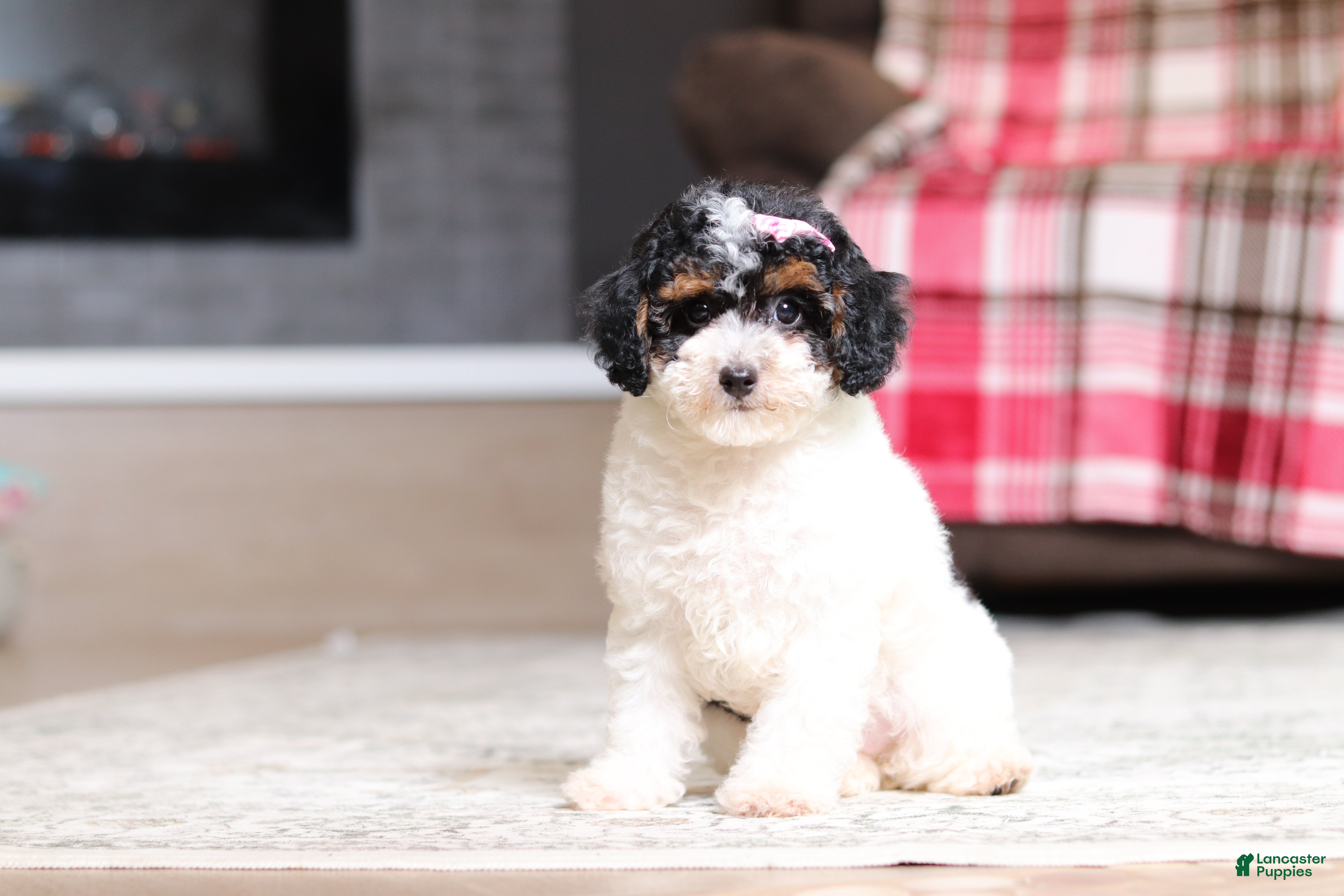 Miniature Poodle dogs Avery - Ad 2