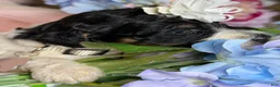 Mixed Breed dogs for sale: Chanele  - Ad 6
