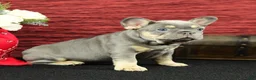 French Bulldog dogs for sale: Barney  - Ad 6