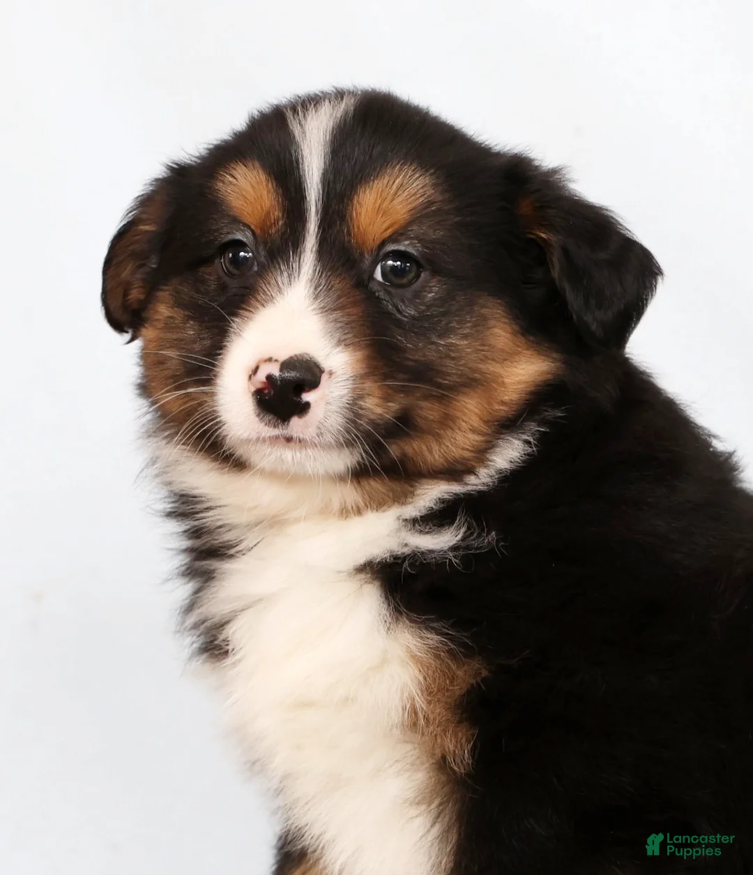 Australian Shepherd dogs for sale: Jared - Ad 9