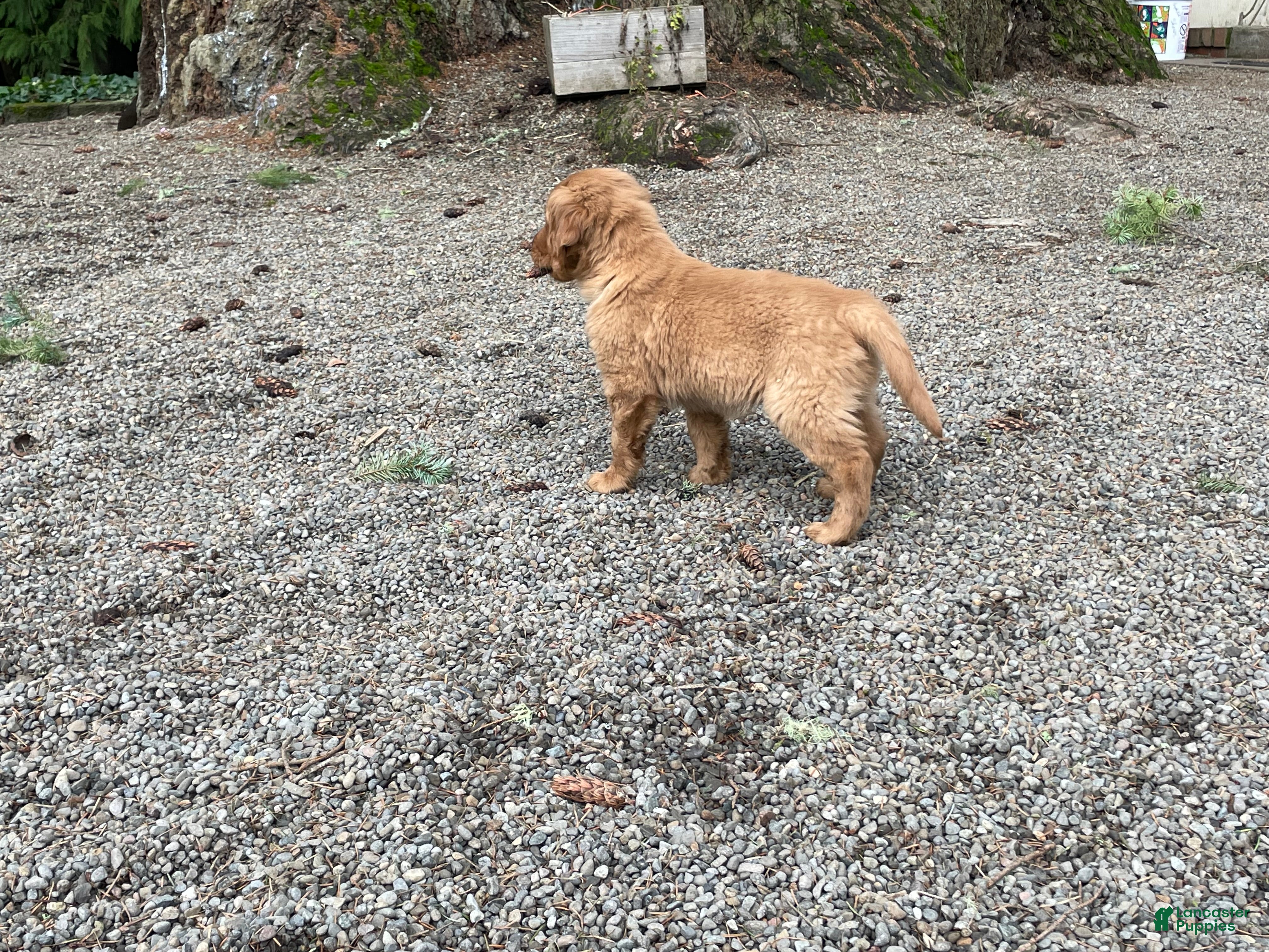 Golden Retriever dogs Bella - Ad 1