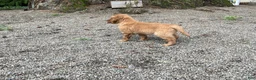 Golden Retriever dogs for sale: Bella - Ad 1