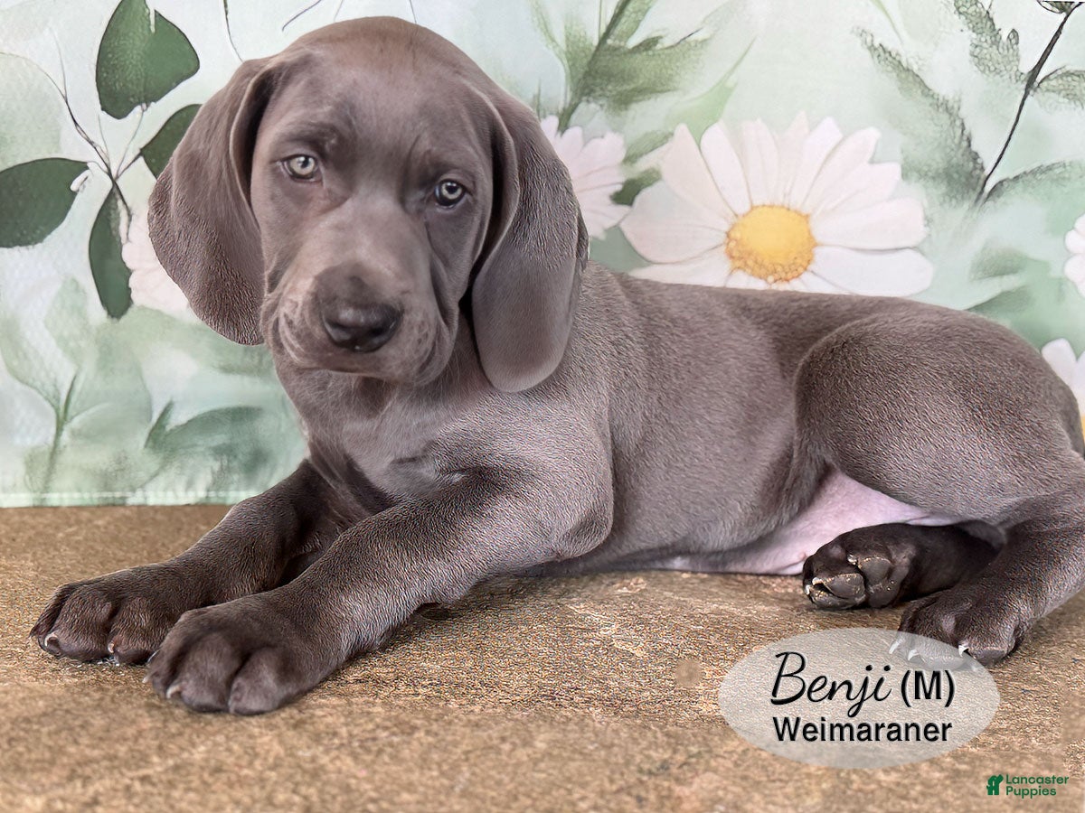 Weimaraner dogs Benji - Ad 1