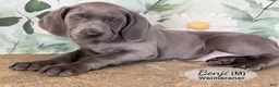 Weimaraner dogs for sale: Benji - Ad 1