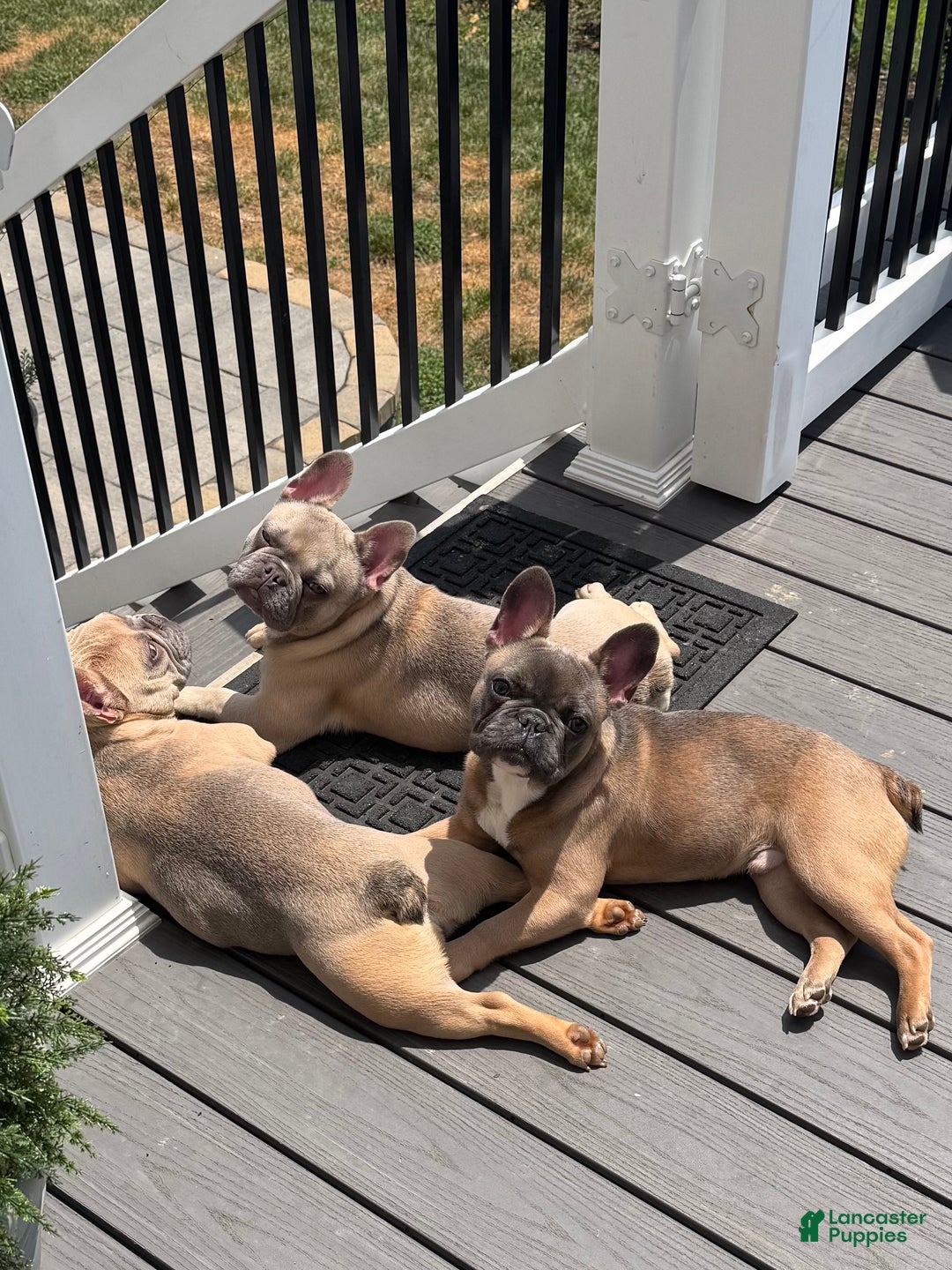 French Bulldog dogs for sale: French Bulldog Puppy 2 - Ad 5