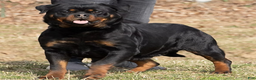 Rottweiler dogs for sale: Harley - Ad 3