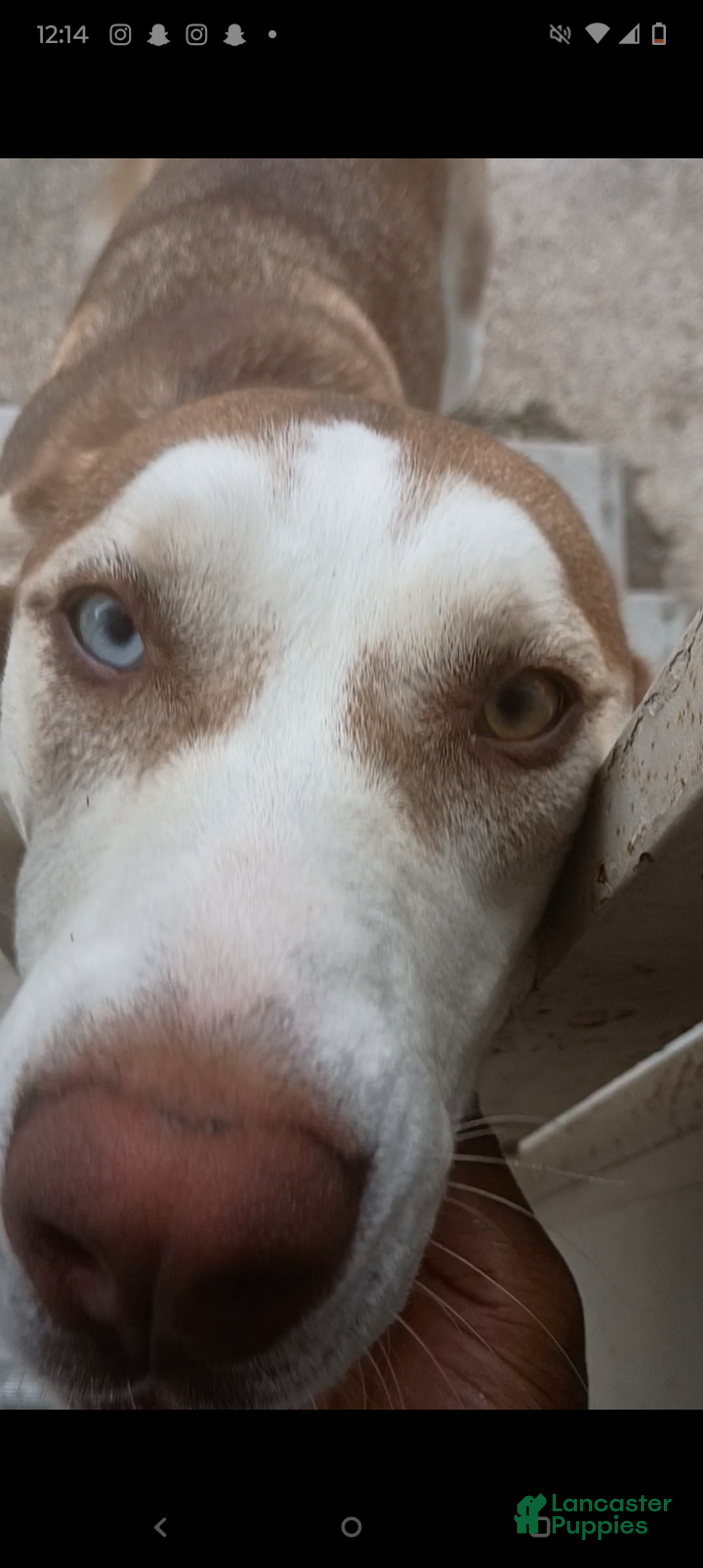 Mixed Breed dogs for sale: Mixed Breed Puppy 2 - Ad 1