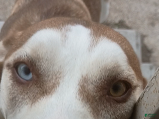 Mixed Breed dogs Mixed Breed Puppy 2 - Ad 16