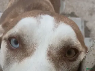 Mixed Breed dogs Mixed Breed Puppy 2 - Ad 37