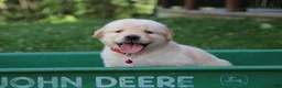 Golden Retriever dogs for sale: Golden Retriever 8 - Ad 2