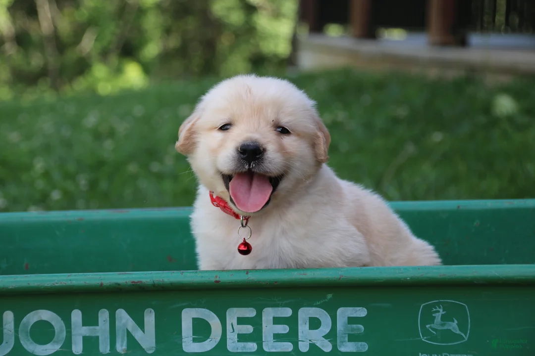 Golden Retriever dogs for sale: Golden Retriever 8 - Ad 2