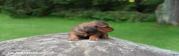 Miniature Dachshund dogs for sale: Archie - Ad 3