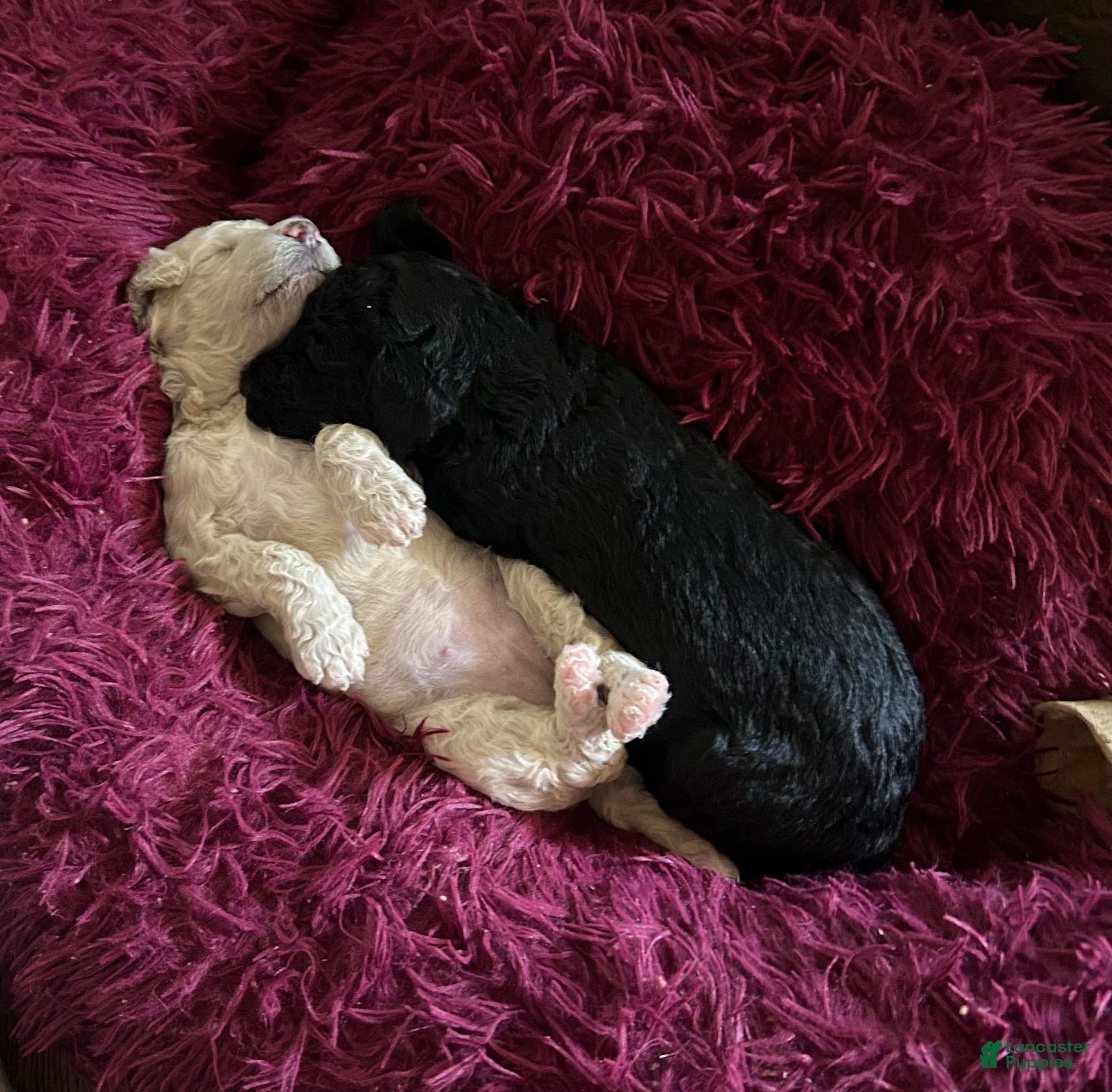 Goldendoodle dogs for sale: Miss Blackie - Ad 21