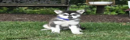 Alaskan Malamute dogs for sale: Sage - Ad 2