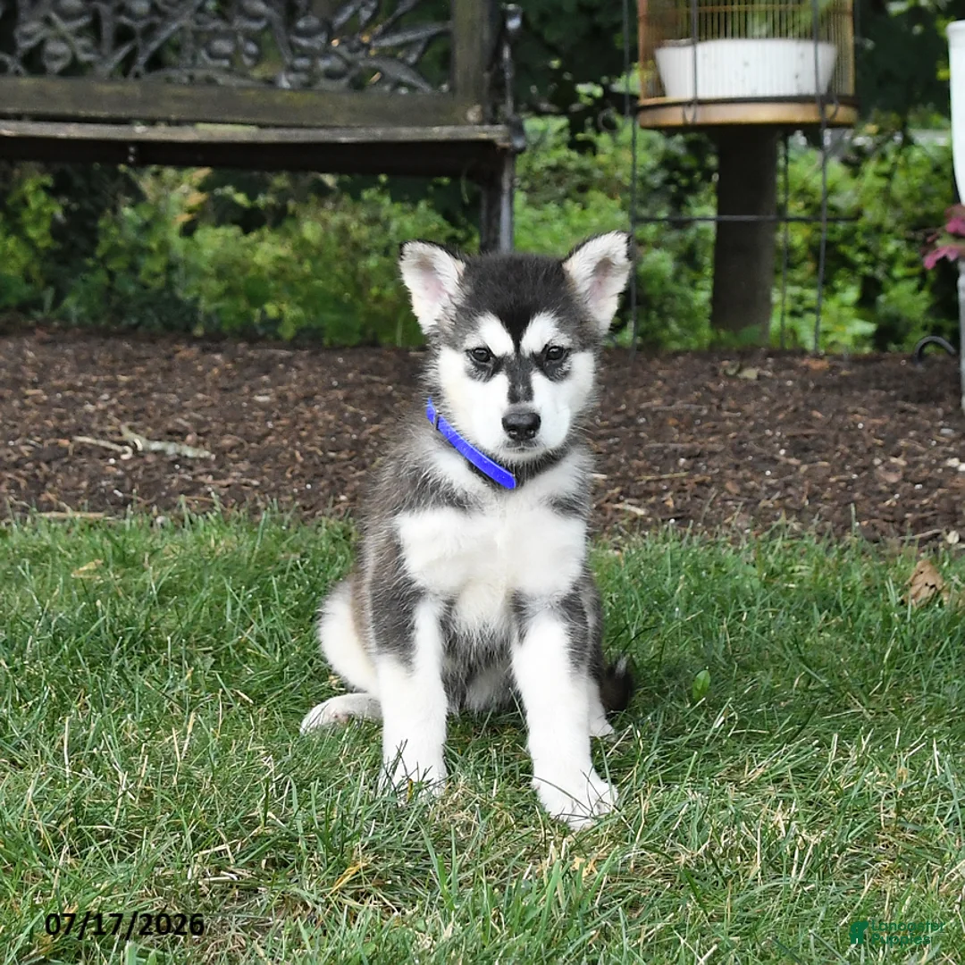 Alaskan Malamute dogs for sale: Sage - Ad 2